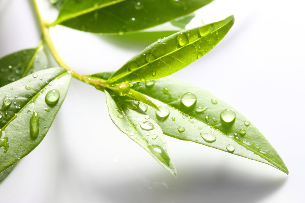 Tea Tree Oil: The Wonder Ingredient for your Skin