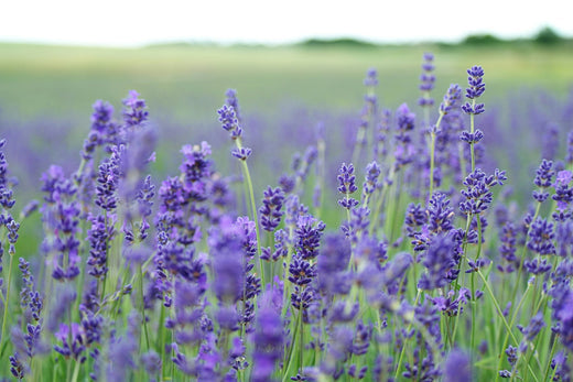 From Ancient Wisdom to Modern Wellness: The Power of Aromatherapy